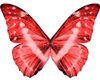 morpho cypris wings red