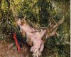 Painting by Boldini 4