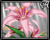 !A! Lilies Pink Potted