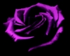 pink rose radio