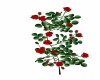 {LS} Red Rose Vine