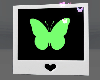 butterfly polaroid V2