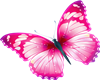 !S! Pink Butterfly