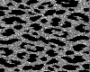 SILVER LEOPARD