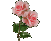 6v3| Glitters Roses