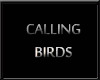 [KLL] 4 CALLING BIRDS 