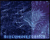 ::s bioluminescence