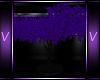 ~V~ Purple Zebra Tree