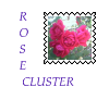 Rose Cluster