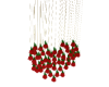 Hanging Roses