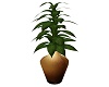 ~B~Potted Plant