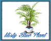 Misty Blue Plant
