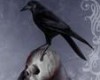 Deadly Raven