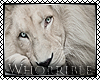 ♉- White Lion