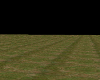 open field