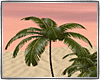 Palm Trees Mesh