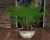 Midnight Lighted Plant
