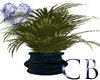 Classically Blue Plant