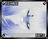 [Pets] Ferre | hair v3