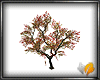 (ED1)maple tree