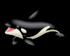 Orca Hoody