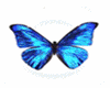  stickers blue batterfly