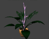 purple 885 plant