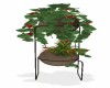 Plants w/ Stand 3