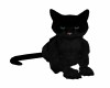 BLACK CAT Pet