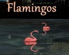[BD]Flamingos