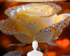 Peach rose background