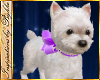 I~Westie-Hold*Purple Bow