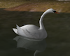 Eden Reflect Swan