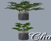 Cha`Hanging Herb Plants