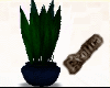 * Exotic Pot Plant