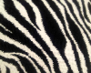 zebra background 5