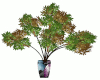 V1 Asian Autumn Tree