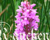 flower spirit orchid