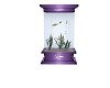purple fish tank