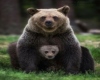 Bear with Cub Picture
