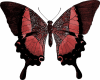 6v3| Red Butterfly