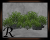 Bush and Rocks
