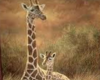 Giraffe and Baby