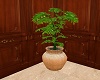 ^Philodendron plant
