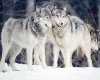 wolves in the snow