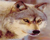 Wolf 1 Sticker