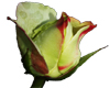Rose2