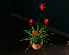 *Flowering House Plant*