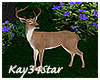 Eden Deer