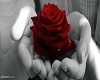Rose's Love